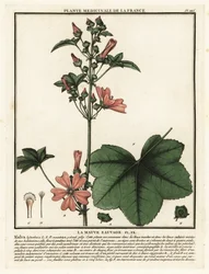Malwa zwyczajna, Malva sylvestris.