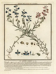 Milkwort zwyczajny, Polygala vulgaris.