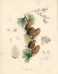 Modrzew europejski - Larix decidua (Larix europaea), liść, gałąź i szyszka. Ręcznie kolorowana cynkografia autorstwa C. Chabot narysowana przez pannę M. A. Burnett z jej "Plantae Utiliores: or Illustrations of Useful Plants", Whittaker, Londyn.