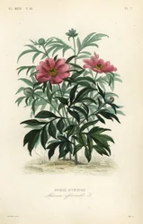 Piwonia pospolita lub piwonia ogrodowa, Paeonia officinalis, Pivoine officinale
