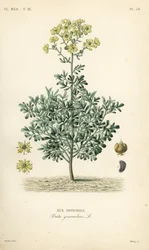 Ruta zwyczajna lub zioło łaski, Ruta graveolens, Rue officinale