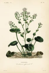 szkorbut zwyczajny, Cochlearia officinalis, Cochlearia