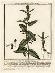 Jarmułka pospolita, Scutellaria galericulata.