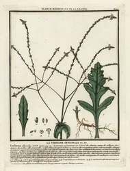 Werbena zwyczajna, Verbena officinalis.