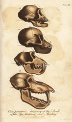 Anatomia porównawcza czaszek małpy, pawiana i małpy - Ręcznie kolorowany miedzioryt z Universal System of Natural History Ebenezera Sibly