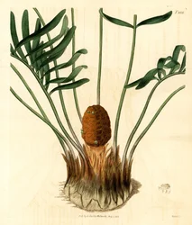 Coontie, Zamia pumila var. male. Ręcznie kolorowany miedzioryt Weddella z magazynu botanicznego Samuela Curtisa, Londyn