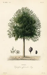 Drzewo Copaiba, Copaifera officinalis, Copahu
