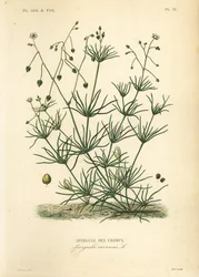 Ostroga kukurydziana, Spergula arvensis, Szparagi polne