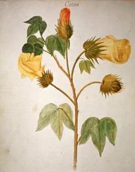 Bawełna