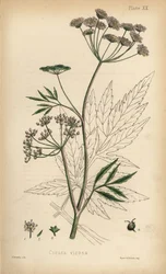 Cowbane lub cykuta wodna, Cicuta virosa. Ręcznie kolorowana litografia autorstwa Henry