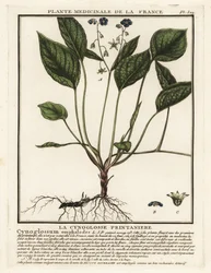 Pełzający navelwort, Omphalodes verna.