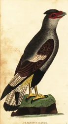 Karakara czubata, Caracara plancus. 1800 (grawerowanie)