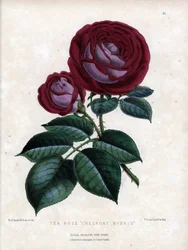 Karmazynowy róż i fiolet. Hybrydowa odmiana herbaty, uprawiana w szklarni, typu Rose of China. Litografia autorstwa Worthingtona G. Smitha (1835-1917), opublikowana w Floral Magazine