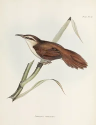 Reedhaunter o zakrzywionym dziobie, Argentyna, ok. 1832-1836