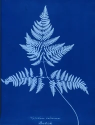 Cyanotyp Polypodium calcareum