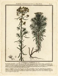 Wilczomlecz cyprysowy, Euphorbia cyparissias.