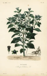Zabójcza wilcza jagoda, Atropa belladonna, Belladone