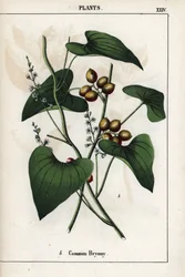 Opis bryonii pospolitej (Bryonia alba) z jej złotymi jagodami. Chromolitografia w "Recueil d