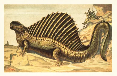 Dimetrodon limbatus z charakterystycznym żaglem z kręgosłupa nerwowego 1908 (litografia)