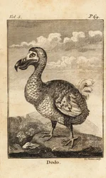 Dodo, Raphus cucullatus, wymarły ptak