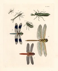 Formy larwalne ważek 1, 2, 3, pospolita ważka białogoniasta, Libellula lydia 4, zielony husarz, Anax junius 5, oraz ważka szkarłatna lub karmazynowa, Crocothemis servilia 6. Ręcznie kolorowana litografia z nowego wydania dzieła Dru Drury