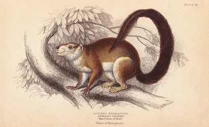 Wiewiórka Duvaucelsa, Sciurus hypoleucus. Indyjska wiewiórka olbrzymia Z okazu w Muzeum Księcia Maksymiliana z Wied-Neuwied. Ręcznie kolorowany staloryt Lizarsa na podstawie ilustracji Charlesa Hamiltona Smitha z Naturalist