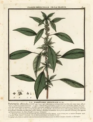 Wschodni pelitory-of-the-wall, Parietaria officinalis.