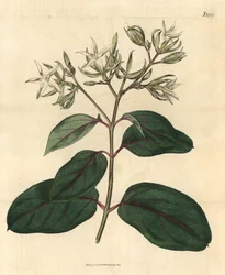 Echite - Kamettia caryophyllata (goździkowiec wonny, Echites caryophyllata). Ręcznie kolorowana rycina botaniczna z Curtis