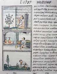 Rośliny jadalne, strona z księgi XI Kodeksu florenckiego, wersja dwujęzyczna po hiszpańsku i nahuatl, Ogólna historia rzeczy Nowej Hiszpanii, autorstwa hiszpańskiego misjonarza Fray Bernardino de Sahagun (1499-1590). Cywilizacja Azteków