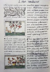 Rośliny jadalne, czerwona fasola, strona z księgi XI kodeksu florenckiego, wersja dwujęzyczna w języku hiszpańskim i nahuatl, Ogólna historia rzeczy w Nowej Hiszpanii, autorstwa hiszpańskiego misjonarza Fray Bernardino de Sahagun (1499-1590). Cywilizacja A
