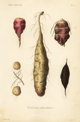 Bulwy jadalne, Bulwy jadalne
