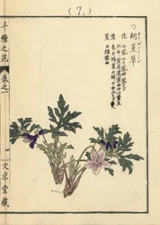 Eizan sumire gold eizan violet, Viola eizanensis. Ręcznie kolorowany drzeworyt autorstwa Kono Bairei z Senshu no Hana (Tysiąc odmian kwiatów), Bunkyudo, Kioto.