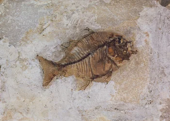 Ephippus oblongus (skamielina rybna) znaleziona w Monte Bolca, niedaleko Werony, Włochy, okres eocenu (skamieniałość)