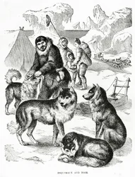 Eskimosi i psy. 1902 (lito)