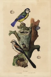 Modraszka zwyczajna, Cyanistes caeruleus, z jajem, oraz raniuszek zwyczajny, Aegithalos caudatus, z gniazdem i jajem