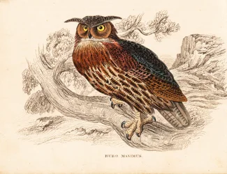 Puchacz, Bubo bubo (puchacz zwyczajny, Bubo maximus). Ręcznie kolorowany staloryt z Galerii Historii Naturalnej Georga Friedricha Treitschke, Naturhistorischer Bildersaal des Thierreiches, Lipsk