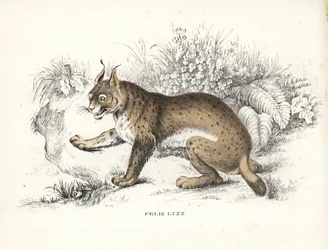 Ryś euroazjatycki, Lynx lynx (Felis lynx). Ręcznie kolorowana litografia z Galerii Historii Naturalnej Georga Friedricha Treitschke, Naturhistorischer Bildersaal des Thierreiches, Liepzig-1842.