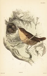 Strzyżyk euroazjatycki , Troglodytes troglodytes.1889 (Grawerowanie)