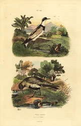 Sieweczka złota , Pluvialis apricaria i sieweczka obrożna , Charadrius hiaticula