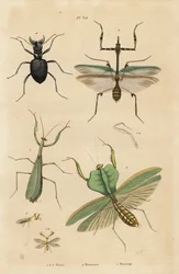 Modliszka zwyczajna, Modliszka religijna 1, Modliszka liściasta, Choeradodis rhomboidea 2, chrząszcz tygrysi, Manticora latipennis 3, mantidfly, Mantispa styriaca