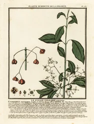 Wrzeciono europejskie, Euonymus europaeus.