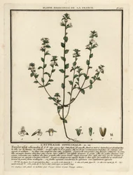 Świetlik, Euphrasia rostkoviana.