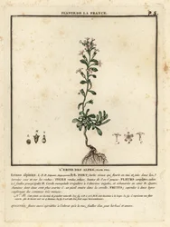 Wróżka naparstnica, Erinus alpinus.