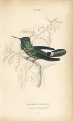 Świąteczna kokietka, Lophornis chalybeus (koliber Audeneta, Trochilus audenetii). Ręcznie kolorowana stalowa rycina autorstwa Williama Lizarsa z Sir William Jardine