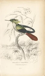 Świąteczna kokietka, Lophornis chalybeus (koliber Vieillota, Trochilus chalybeus). Ręcznie kolorowany staloryt autorstwa Williama Lizarsa z Naturalist