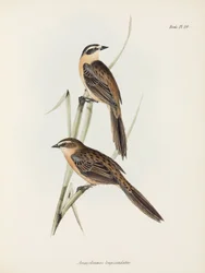 Łuszczaki, ok. 1832-1836
