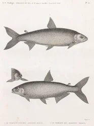 Ryba: Le Characin
