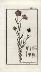 Siemię lniane (Linum usitatissimum). Litografia z "Afbeelding der Artseny-Gewassen" Johannesa Zorna (1739-1799), Holandia
