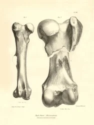 Skamieniałe kości (kość udowa) zaginionego prehistorycznego zwierzęcia Macrauchenia opisanego przez Karola Darwina podczas jego wyprawy na pokładzie statku Beagle. Plansza z "Zoologii podróży H.M.S. Beagle pod dowództwem kapitana Fitzroya w latach 1832".