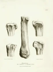 Skamieniałe kości (śródstopie i śródręcze) zaginionego prehistorycznego zwierzęcia Macrauchenia opisanego przez Karola Darwina podczas jego wyprawy na pokładzie statku Beagle. Plansza z "Zoologii podróży H.M.S. Beagle pod dowództwem kapitana Fitzroya podcz